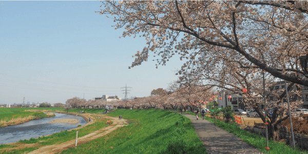 柳瀬川沿い桜並木