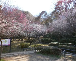 岡村公園