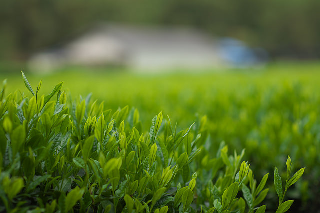 茶摘みって、どんな仕事？ 宇治市茶生産組合に聞くと「初めての方も歓迎。ただ...」