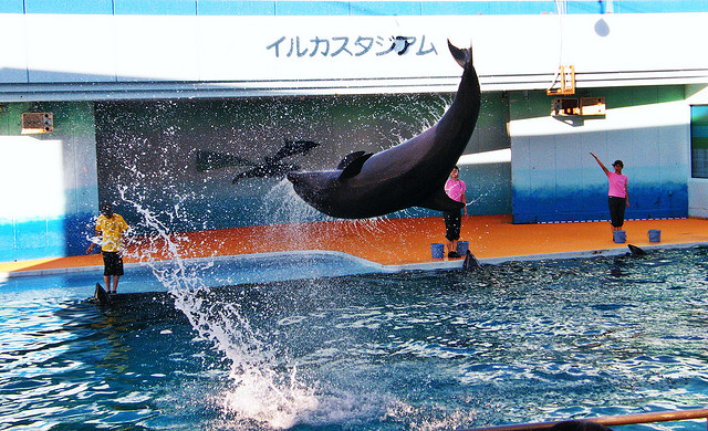 愛知の受験生の初詣は、あの水族館に行くべし！？