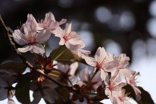 樹齢500年！ 石川県「最高齢」の桜は能登町に