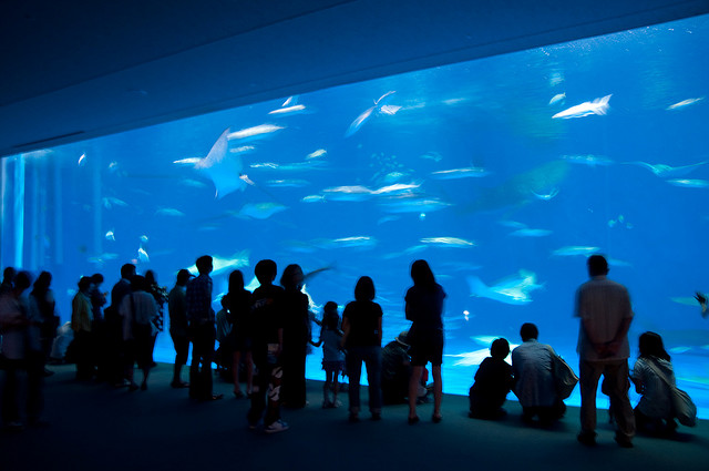 魚はゼロ...かごしま水族館の水槽「沈黙の海」が「トラウマ」モノだと波紋