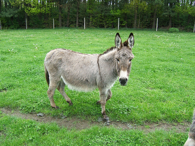 八木山動物公園で、2頭のロバの名前を募集しています