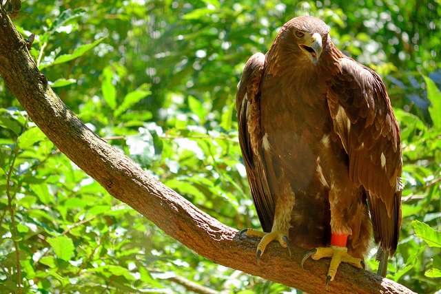 石川県と「県鳥」イヌワシ、何の関係が？ 実はある人の猛プッシュ