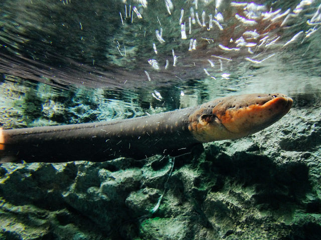 珍品！ 岐阜の水族館で「デンキウナギ」のイルミネーション