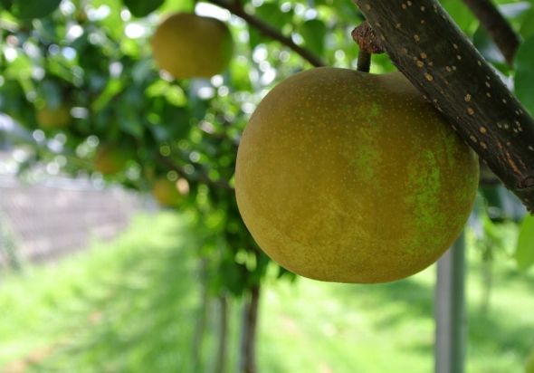 見た目の悪さからは想像もつかない強烈な甘さ 熊本の希少品種「秋麗梨」