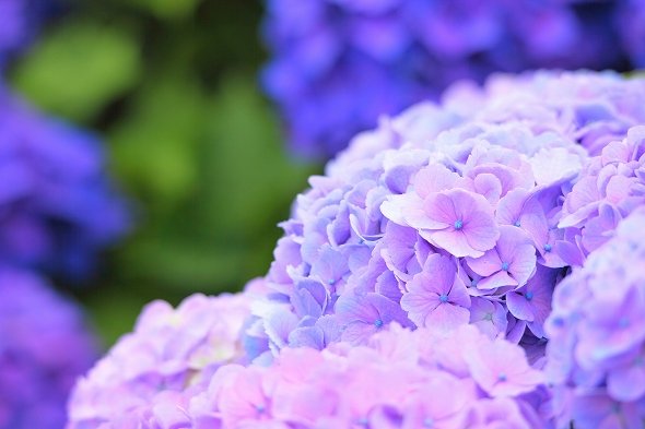 美しい...梅雨の京都で楽しめる「紫陽花」スポット！