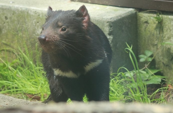 今こそ行きたい「多摩動物公園」！ アジア唯一の稀少動物＆キュートな赤ちゃんマレーバクが降臨中