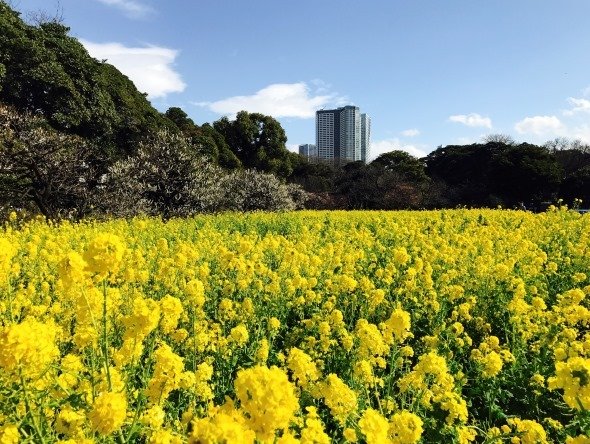 満開の菜の花！ 東京のど真ん中・浜離宮では、ひと足早い春を楽しめます