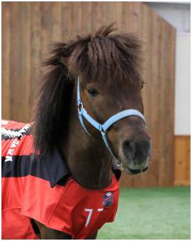 ジョッキーとサッカー選手に会える！ 　北海道で「馬とのふれあい＆サッカー教室」