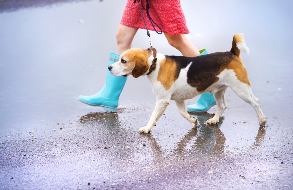 雨の日に犬の散歩に行く飼い主はどれくらいいる？　そして散歩させる理由は？