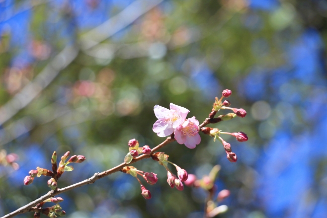大寒に桜便り　「八芳園」で早咲きの河津桜が開花