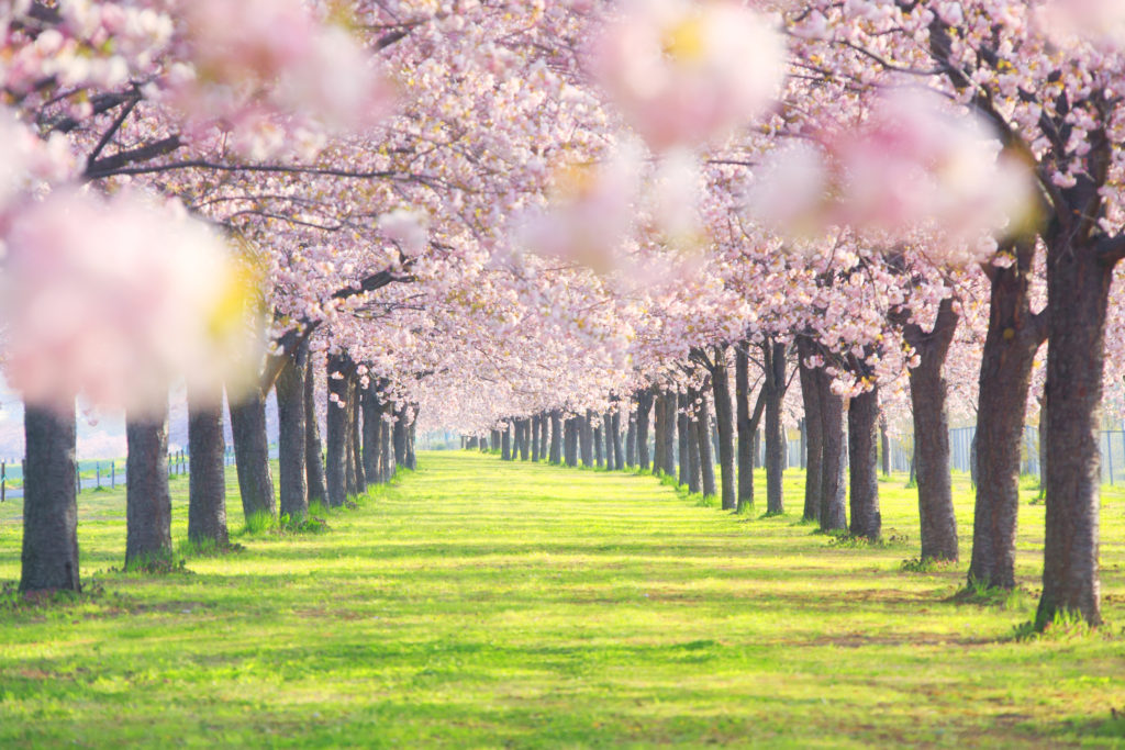 八重桜の桜並木　【絶景NIPPON】