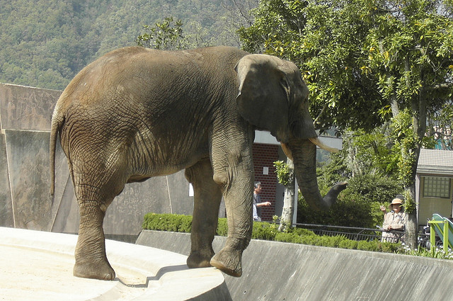 広島っ子におなじみ安佐動物公園、開園43年で初の本格リニューアルへ