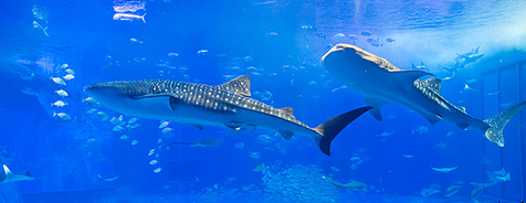 沖縄美ら海水族館（おきなわちゅらうみすいぞくかん）