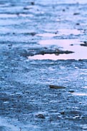 有明海の干潟を進むムツゴロウ