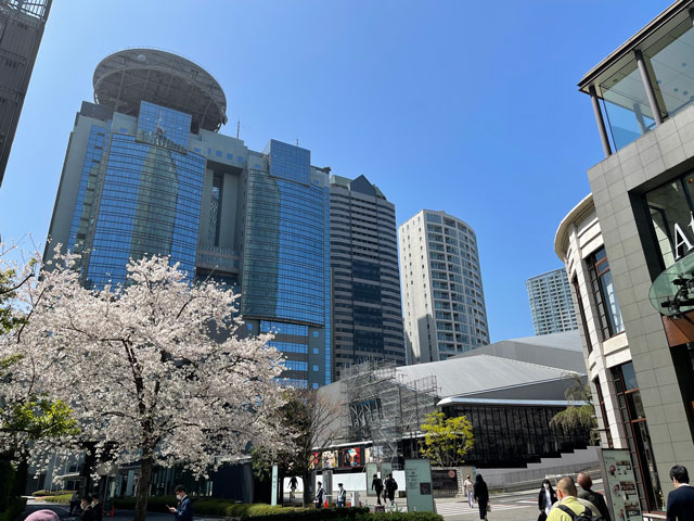 春の赤坂サカス周辺は桜並木がキレイです。約100本の桜が植えられているそう！