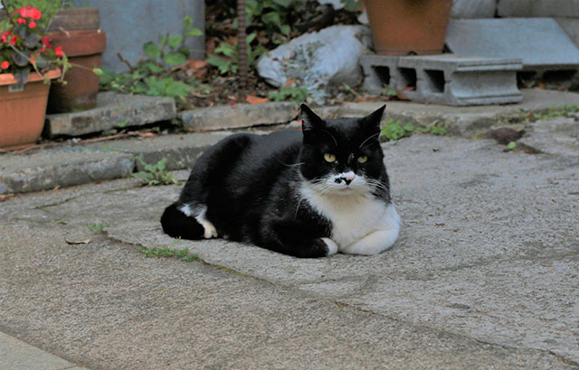 龍宮近くの参道にいた白黒のハチワレ猫。貫禄のある表情をしています