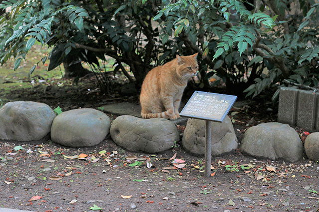 こちらは茶トラ猫。近づいても逃げず、かなり人慣れしているようです