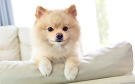 ペットと一緒に暮らせる住まい探し