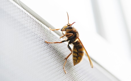 蜂から身を守ろう！蜂を家に寄せ付けないための対策や蜂の種類について解説