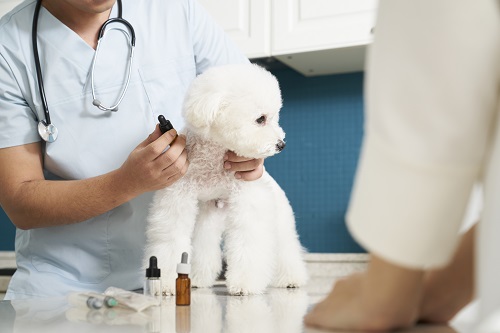 犬と人間が健康で暮らせるよう狂犬病ワクチンや混合ワクチンは毎年接種しましょう