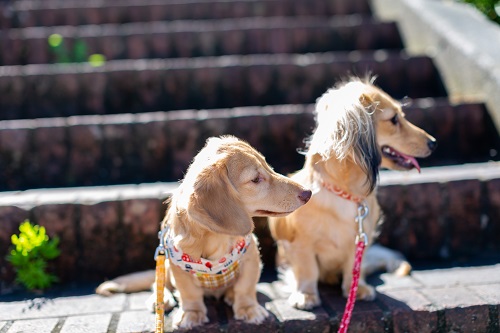 犬の多頭飼いって大変 犬の相性やメリット ケージの配置方法について解説 アットホーム 住まい 不動産のお役立ち情報 ツール