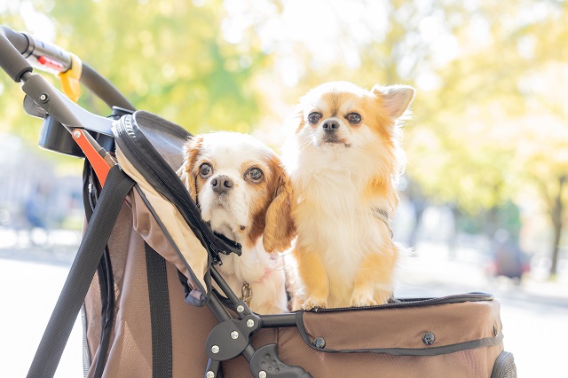 犬を飼っている人であれば、もう1匹お迎えしたいと考える飼い主も少なくないと思います