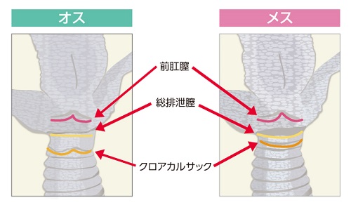 オスは、前肛腔から出る液を石などにこすりつけて縄張りを主張します