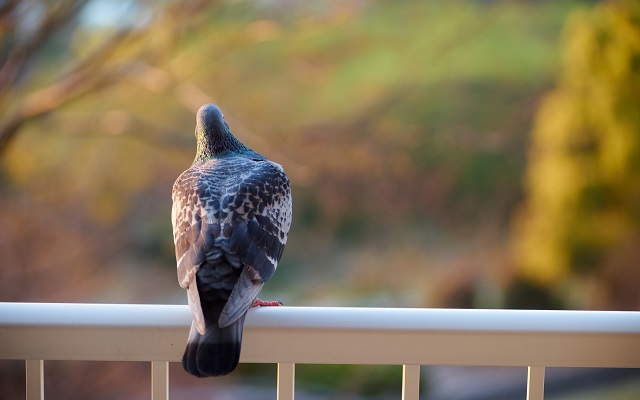 鳥 を 寄せ付け ない 方法