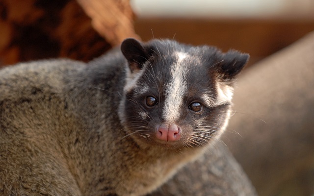 ハクビシン アライグマを寄せ付けない 対策 駆除方法と追い出し方まとめ アットホーム 住まい 不動産のお役立ち情報 ツール