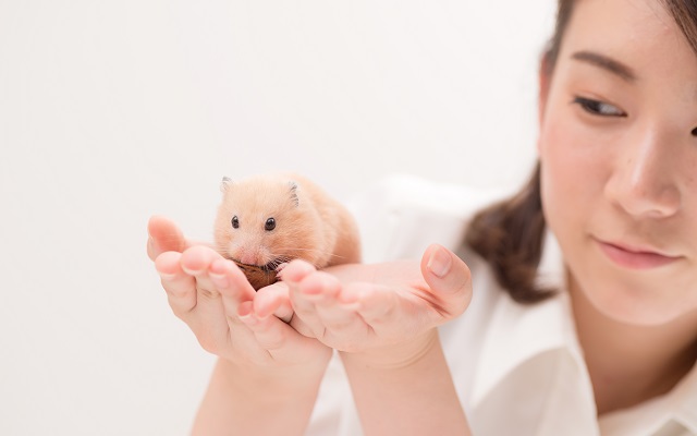 ハムスターの飼い方や注意点を解説！賃貸物件でも飼いやすい初心者向け