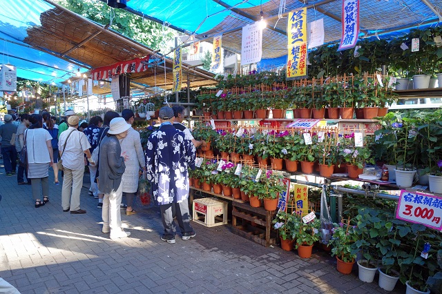 入谷駅近くの「入谷鬼子母神（真源寺）」とその前の言問通りでは毎年7月に「入谷朝顔まつり」が開催されます