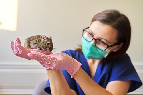 周辺にげっ歯動物の診療可能な病院がある