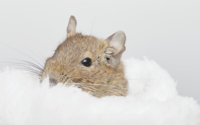 【初心者必見】デグーの飼い方徹底ガイド！かわいい？むかつく？特徴や寿命、ケージの選び方まで詳しく解説