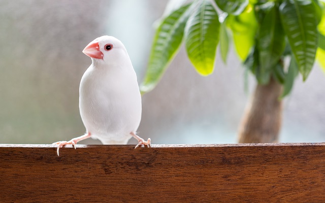 文鳥の飼い方とは？性格や必要なもの、注意すべきポイントを徹底解説