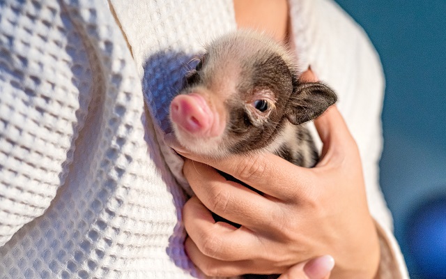 【初心者必見】マイクロブタの飼い方徹底ガイド！特徴や値段、寿命について詳しく解説