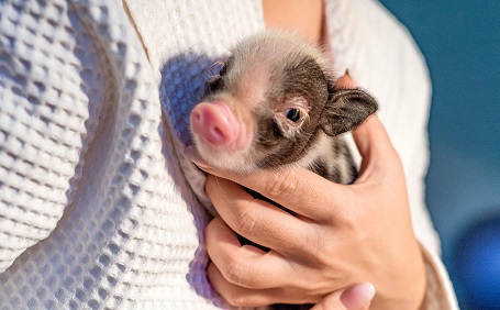 【初心者必見】マイクロブタの飼い方徹底ガイド！特徴や値段、寿命について詳しく解説