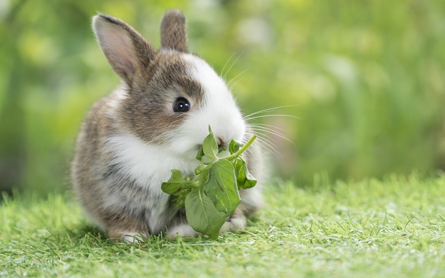 写真ウサギの写真