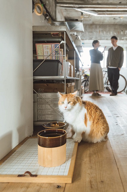 猫たちの食事スペースには、タイル貼りのフードマットに飛騨木工×美濃焼のフード&ウォーターボウルが。いずれも「&CAT」で購入。職人によるハンドメイドで、足場板の床との相性も抜群