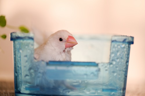 水浴び器