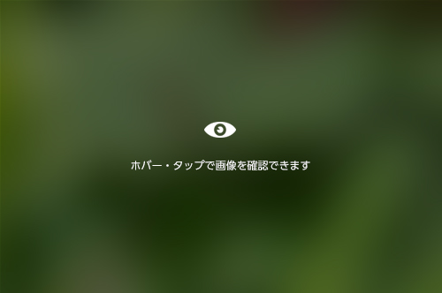 ジョロウグモの様子。黒と黄色の縞模様が特徴です