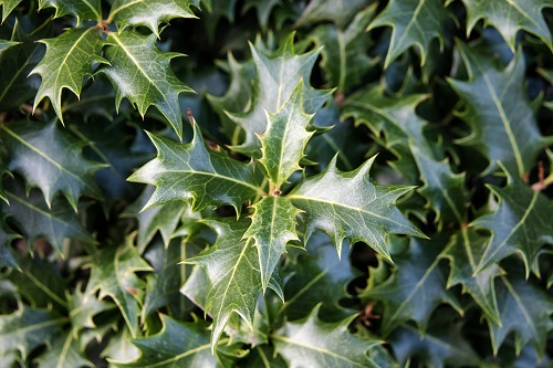 とげがあり、鬼門対策で代表的な植物がヒイラギです