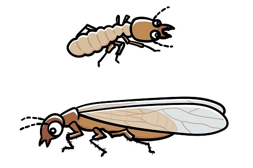 シロアリの幼虫（上）と成虫（下）
