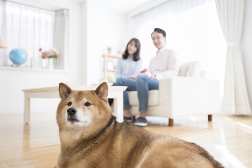 飼い犬も住所変更が必要です