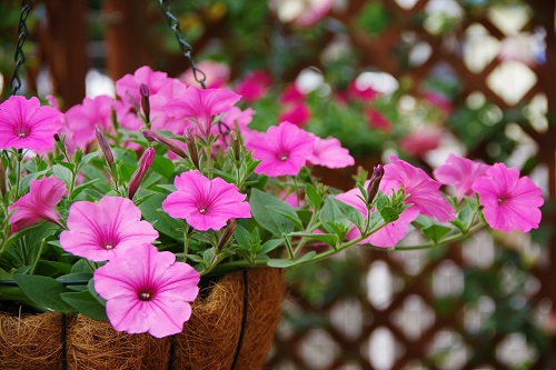 ペチュニアの花色は赤、紫、ピンク、青、白などさまざま。雰囲気に併せて選ぶことができます