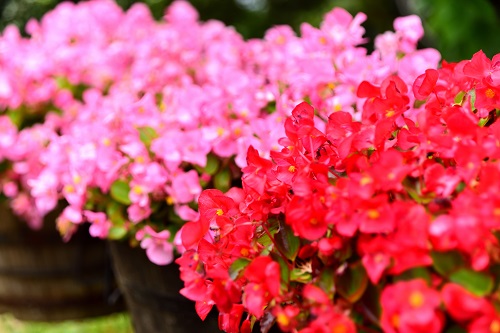 小ぶりな花とハート形のような葉がかわいい植物です