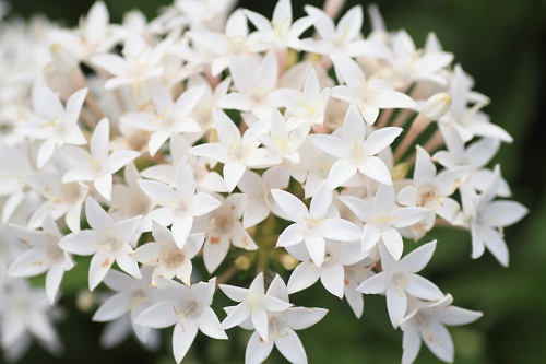 ペンタスの植えつけに適している時期は５月から６月です