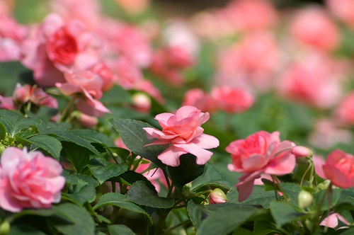 株いっぱいに花が咲くので、ベランダの風景も賑やかになりそうです