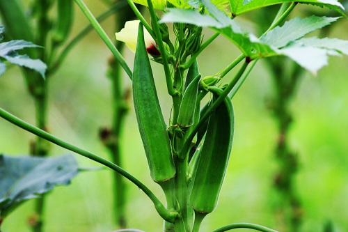 オクラは育てるのが比較的簡単なうえ、収穫量が多い野菜です